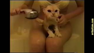 Коты и кошки отборные приколы 2016 2017! Лучшие и самые