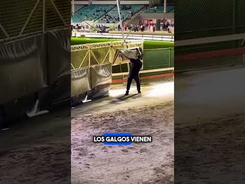 ¡Así Es Como Detener Una Carrera De Galgos! #shorts