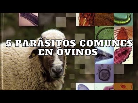 , title : 'Top 5 parásitos comunes en ovinos 🐑'