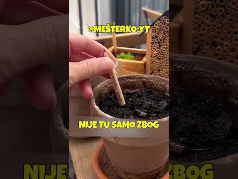 IZ OLOVKE NASTANE BILJKA!  #mesterko #recomended #viral #fyp