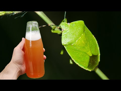 Just 1 drop and stink bugs disappear permanently without chemicals!