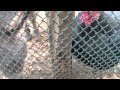 Hagan Park Animals