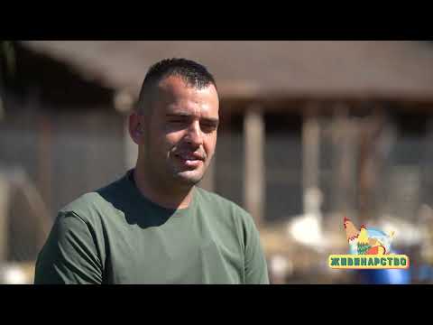 Živinarstvo ep. 11 11.08.2022. Guske, patke, plovke, Predrag Ćulibrk, Karađorđevo