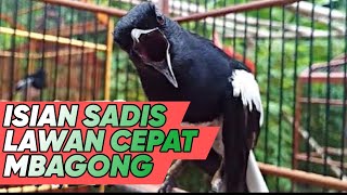 Download lagu KACER GACOR WITH LUXURY FILLING MAKES OPPONENTS QUICKLY CAPABLE mp3