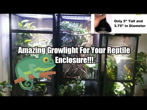 YouTube video about: Can you use led grow lights for reptiles?