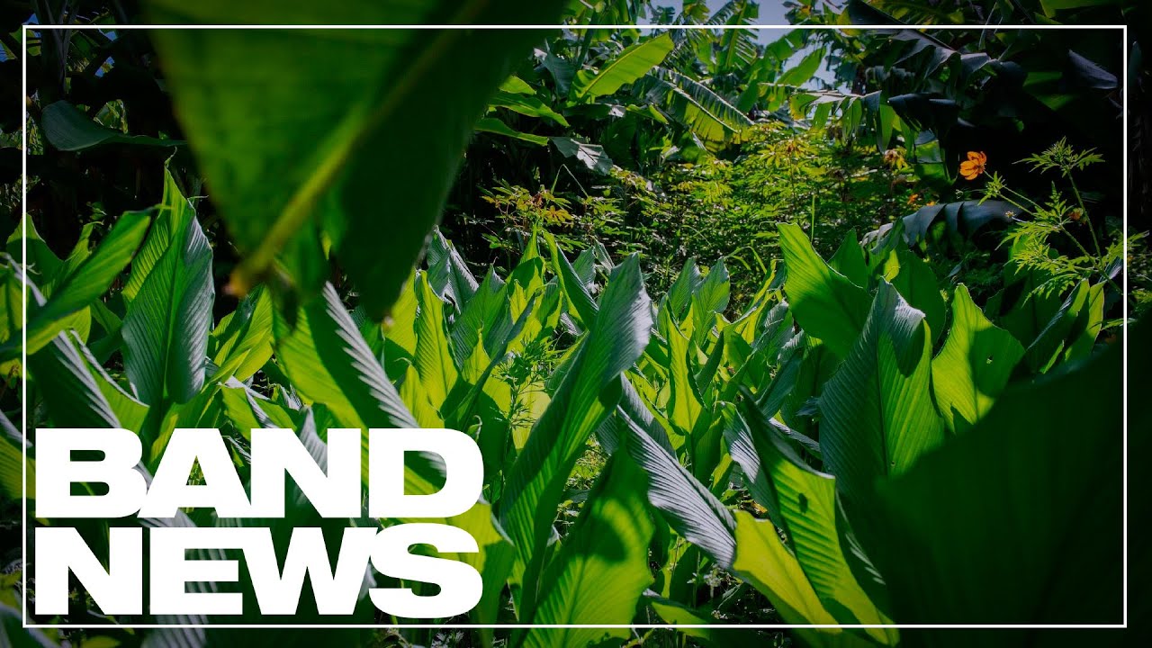 Desafios para o Brasil avançar na bioeconomia