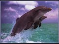 Dolphins Make Me Cry - Nevio