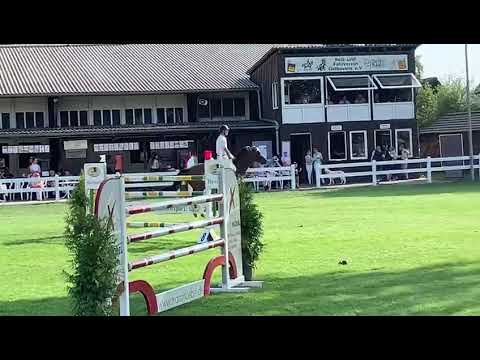 8 y mare by casall at Ostbevern