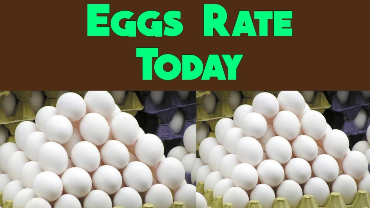 Watch video Eggs rate today | eggs price in all india | All india egg rates today Now Eggs rate today | eggs price in all india | All india egg rates today