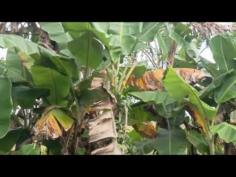 Algún lugar de Villa sandino Chontales Nicaragua 