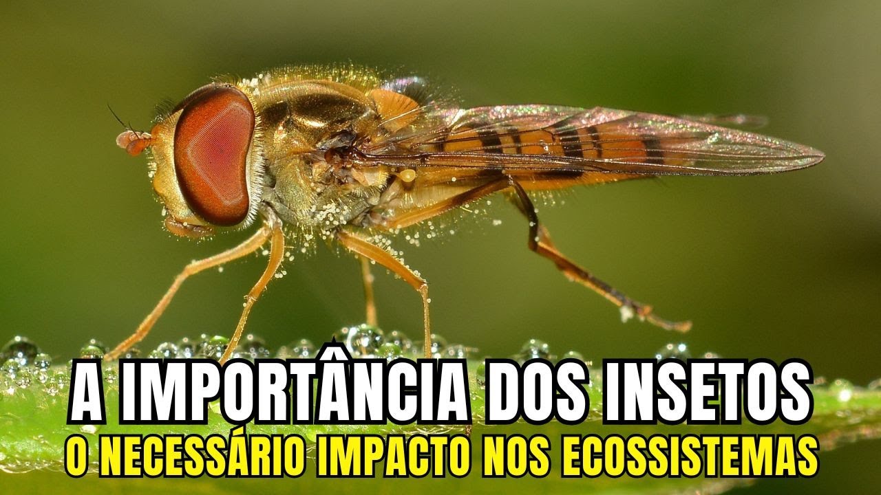 A Importância dos Insetos na Natureza - Histórias que Inspiraram (Documentário Completo)