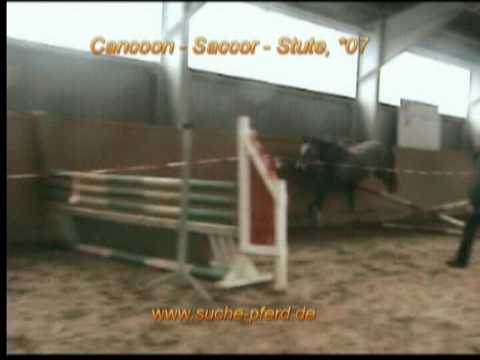 Cancoon-Saccor-Stute.mpg