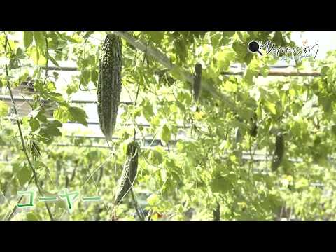 2026年8月7日(金)放送 ゴーヤー生産者の声