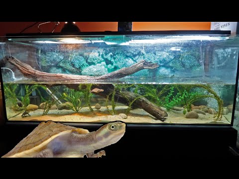 Australian Turtle Tank SETUP!