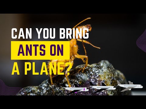 Can You Bring Ants On A Plane?