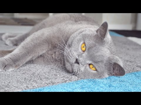 The Loudest Purr Ever? - Massive Cat Loves Brushing