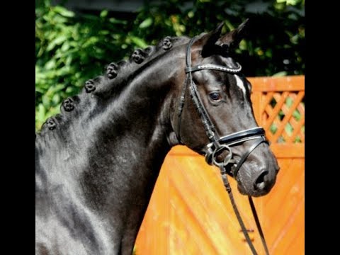 2016 black Hanoverian stallion by / Hann. Hengst von BON COEUR www.sporthorses-online.com
