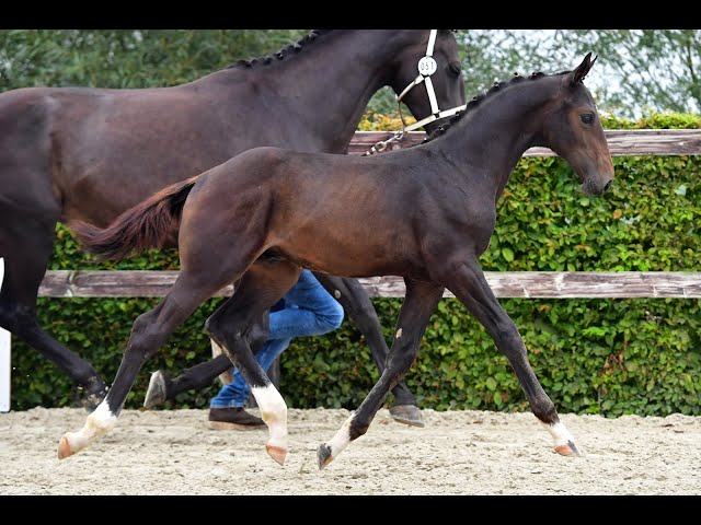 Vasco van den Bisschop