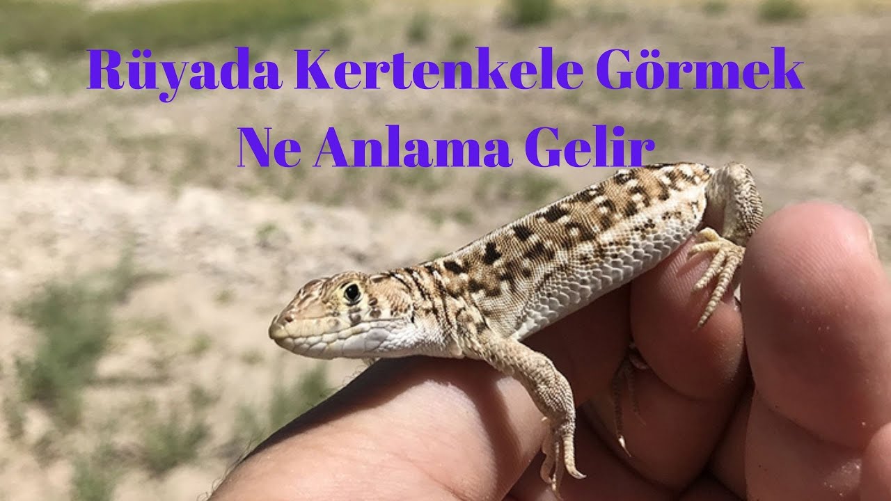 Rüyada Kertenkele Görmek Ne Anlamadır, Rüyada Kertenkele