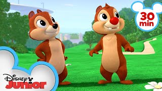 Nutty Tales 30 Minute Compilation! | Chip &#39;N Dale&#39;s Nutty Tales | Disney Junior