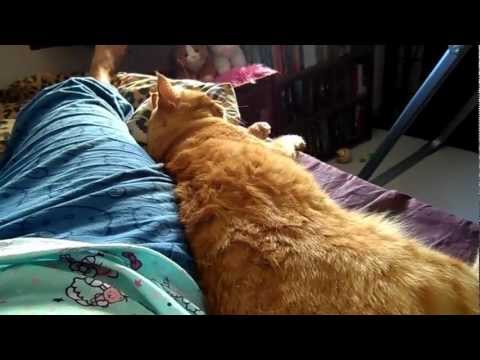 Sunday Morning Snuggles with Ruby Cat