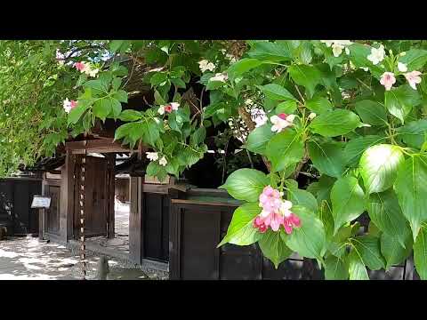角館町武家屋敷通り 深緑