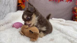 チワワ（ロング）の動画01