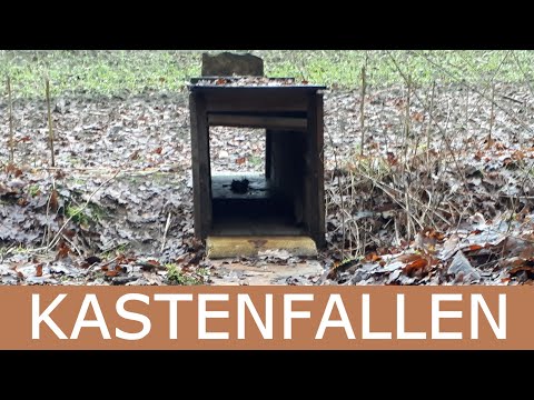 Trap hunting with box traps, Part 1: The wooden box trap, conversion and marten trapping, Fangjag...