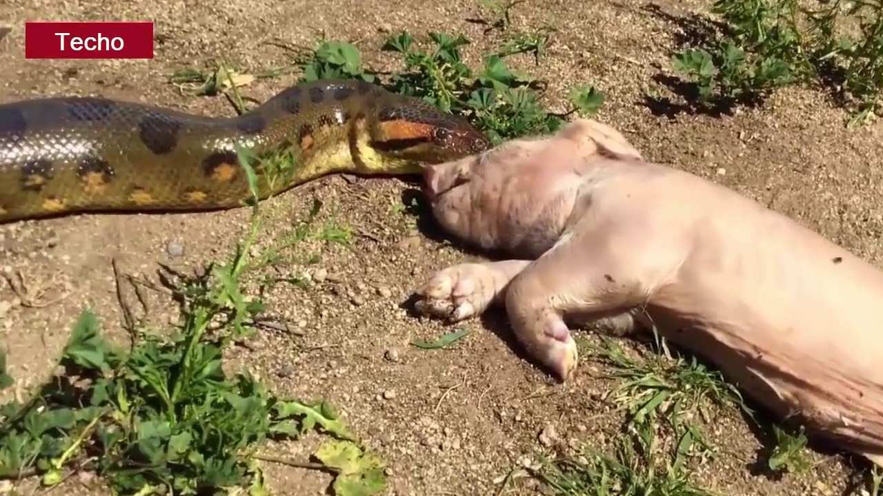Serpiente se traga a un cerdo vivo