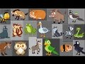 Verso Di Animale Canzone Imparare I Nomi Degli Animali Learn Animal Sound Animal Sound Song