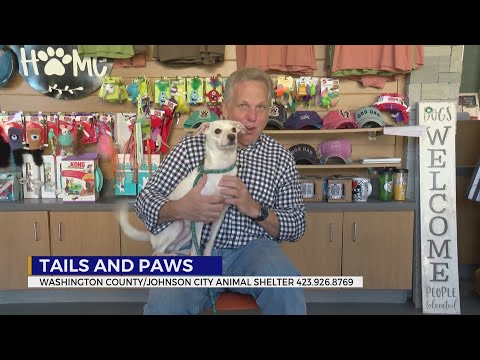 These pets are looking for a forever home - YouTube