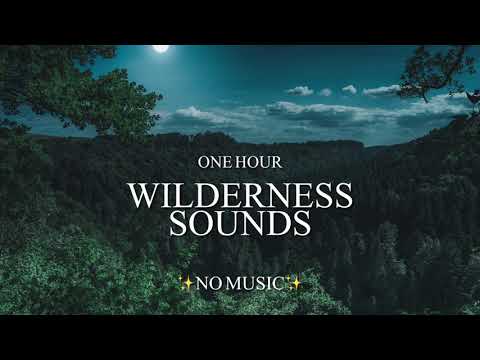 1 Hour Eerie Sounds Of The Wilderness - Wolf, Elk, & Loon Call (With Other Mysterious Creatures!)👣👹🐾