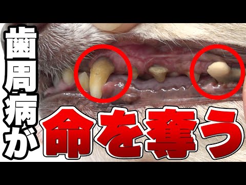 犬の歯周病 - 原因、治療法、および影響