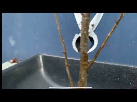 , title : 'Chinese elm bonsai repotting/trunk chop (02/09/22)'