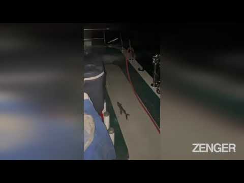 Frying Tonight: Flying Fish Lands Right On The Deck Of Fisherman's Boat