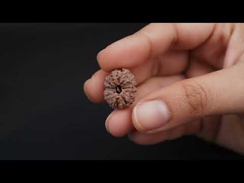 Rudraksha Product Image