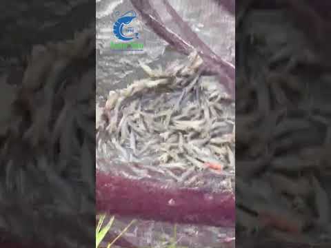 Chúc mừng bà con thành công: Tôm Tuấn Vân 75 ngày 40 conkg