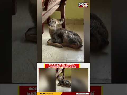 കോഴിക്കോട് പാതയോരത്ത് പ്രസവിച്ചു വീണ മാൻകുട്ടിയെ രക്ഷിച്ച് സ്വകാര്യ ബസ് ജീവനക്കാർ