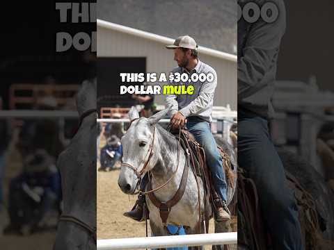 A MULE worth $30K!? 🤯 #horse #horses #mule #mules #donkey #donkeys