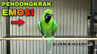 Download lagu PENDONGKRAK EMOSI CUCAK IJO TEMBAKAN KASAR DAN TAJ... mp3