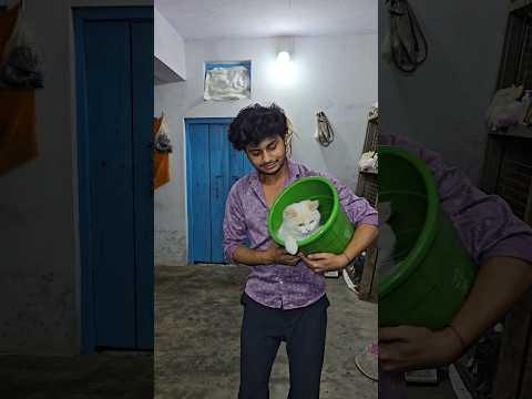 Olly के साथ सफाई Abhyan करेंगे 😁🚮  #cat #vlog #minivlog #ashortaday