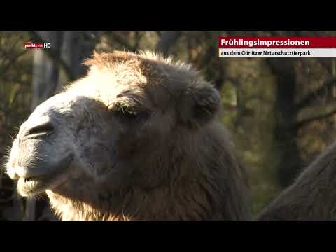 Frühling im Görlitzer Naturschutztierpark