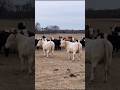 Bulls Seeing Ladies For The First Time Cows Bulls Farmlife