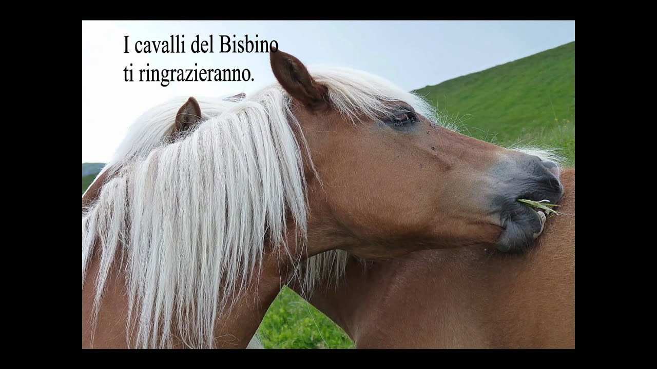 Cavalli del Bisbino