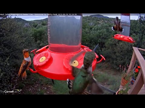 Male Rufous Hummingbird Defends Feeder In West Texas – Sept. 19, 2019