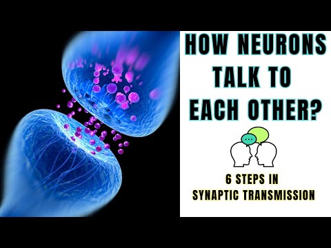 6 Steps in Synaptic Transmission. How neurons communicate? @biologyexams4u
