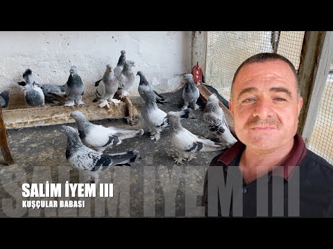 Mardin Güvercinleri Salih İyem III (Kuşçular Babası)