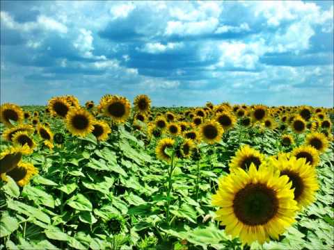 A Ti Se Nećeš Vratiti - Zvonko Bogdan