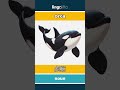 orca - 虎鲸 video thumbnail