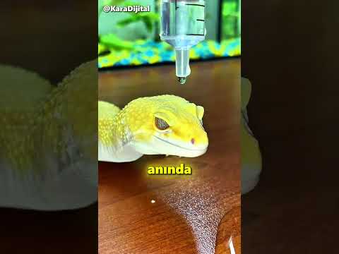 Bu Kertenkeleye Hiçbir Şey Yapışmıyor